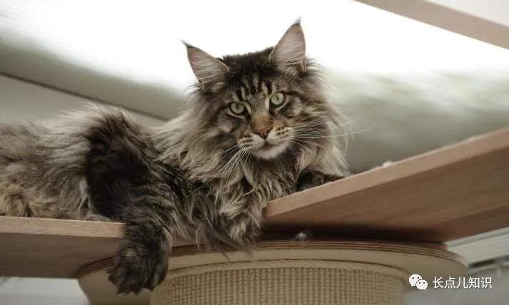 世界上最可爱温柔的猫排名前十名,哪种猫不掉毛又好养还温顺好养