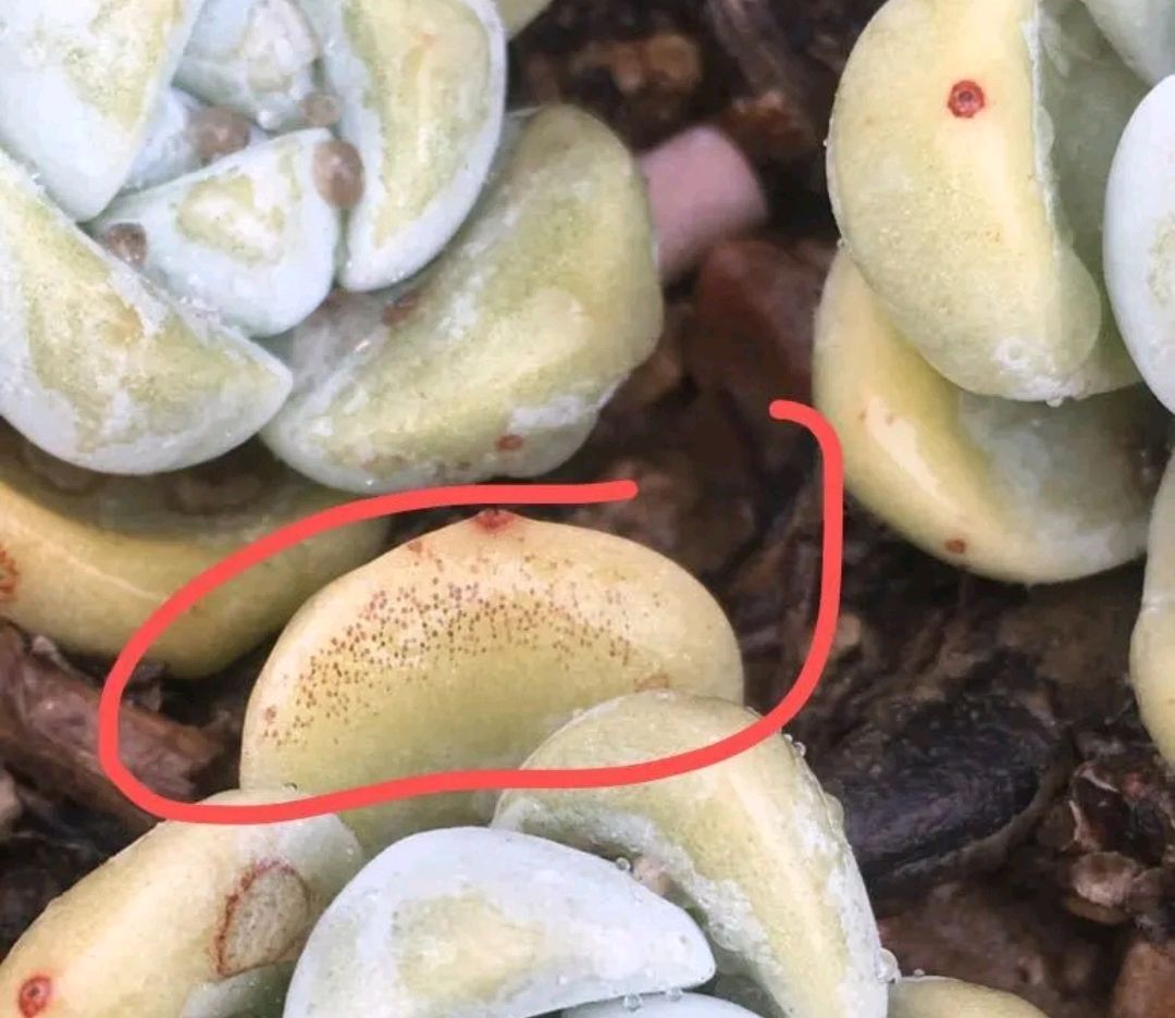 多肉被冬天的太阳晒伤了怎么办,多肉从室内搬到室外叶子晒伤了