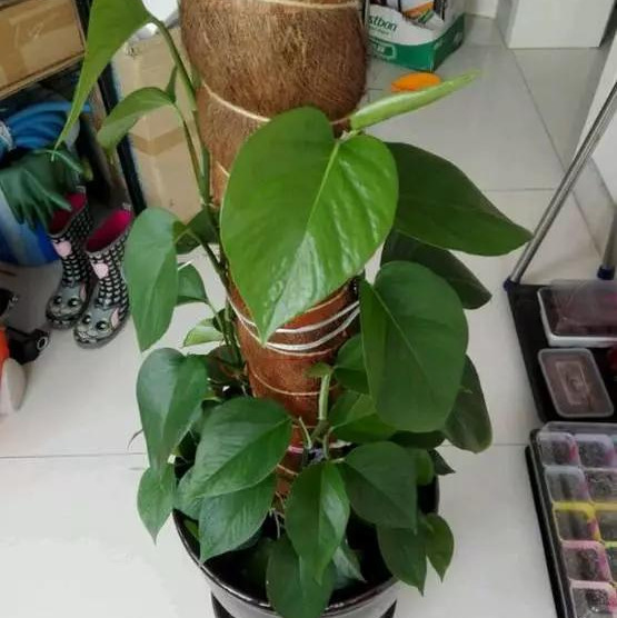 绿萝怎么样做才能好看呢,绿萝如何造型比较好看