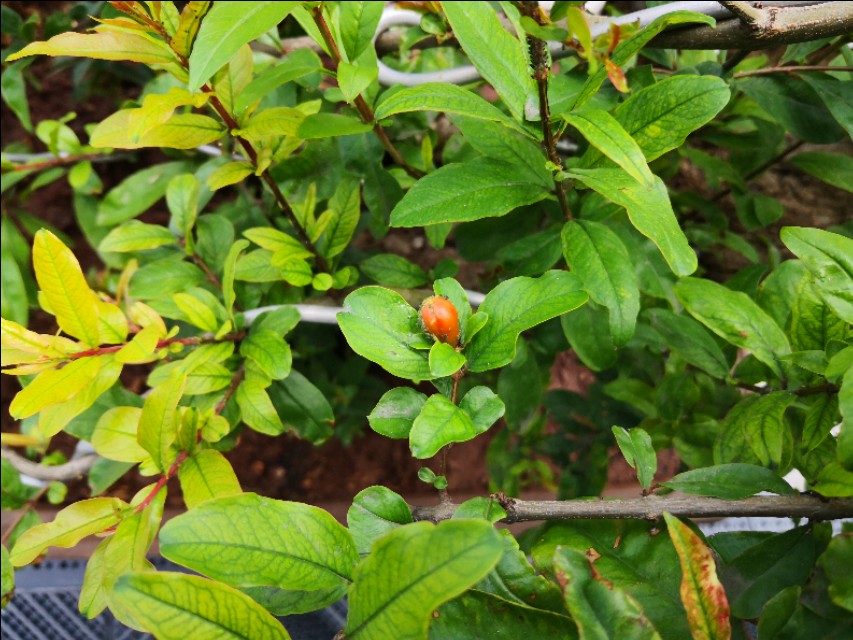 网上购买石榴树怎么种植,网购的石榴树第二年怎么修剪