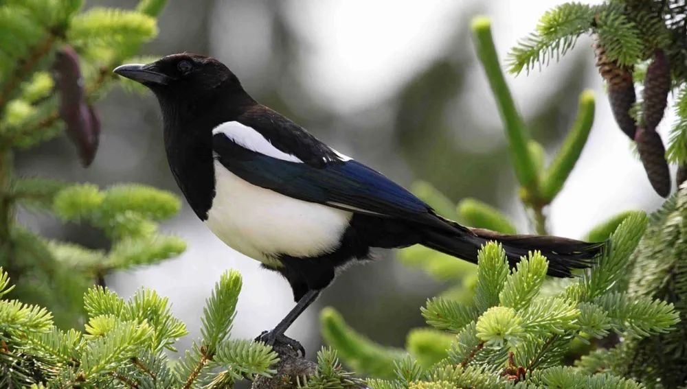 慢慢学花鸟｜这胖胖的哑嗓大黑鸟怎么成了“喜”鹊？