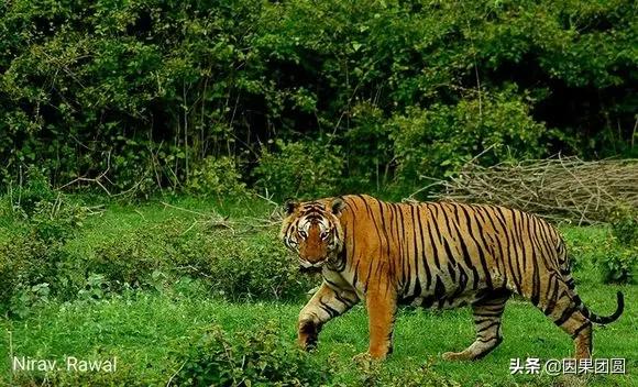 虎王拉贾孩子,虎王拉贾儿子怎么死的