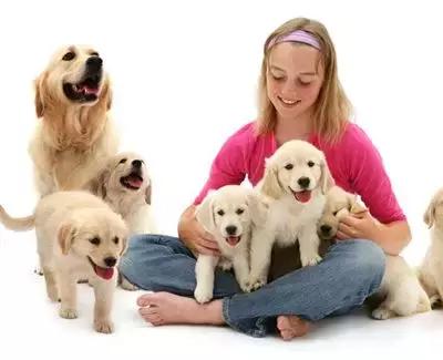 关于狗狗怀孕、孕期的最全知识储备，铲屎官快快收藏备用！