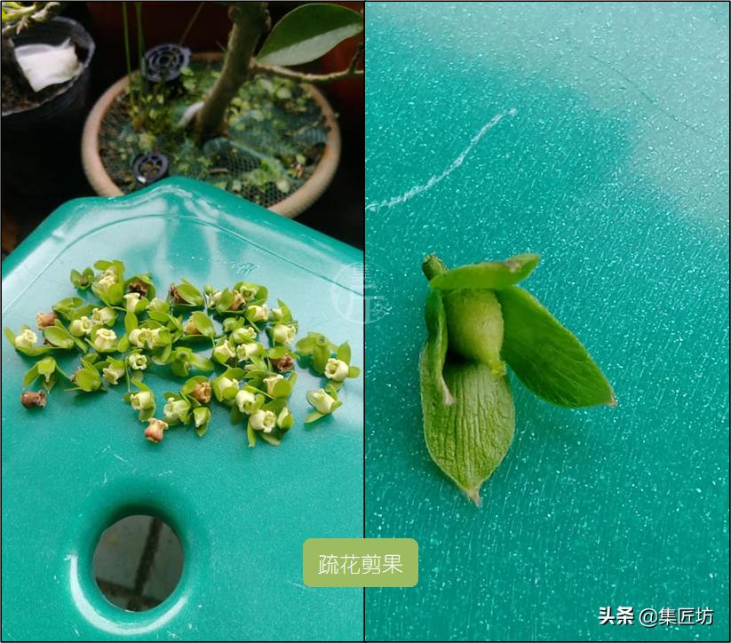 修剪不复杂学会修剪手法,修剪方法种类