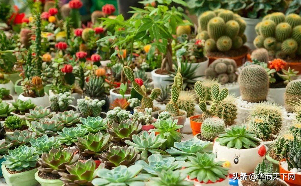 宿迁苗木为什么是神苗,宿迁神苗是真的吗