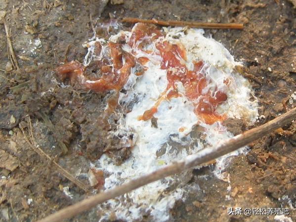 怎样防治球虫,球虫怎么根治