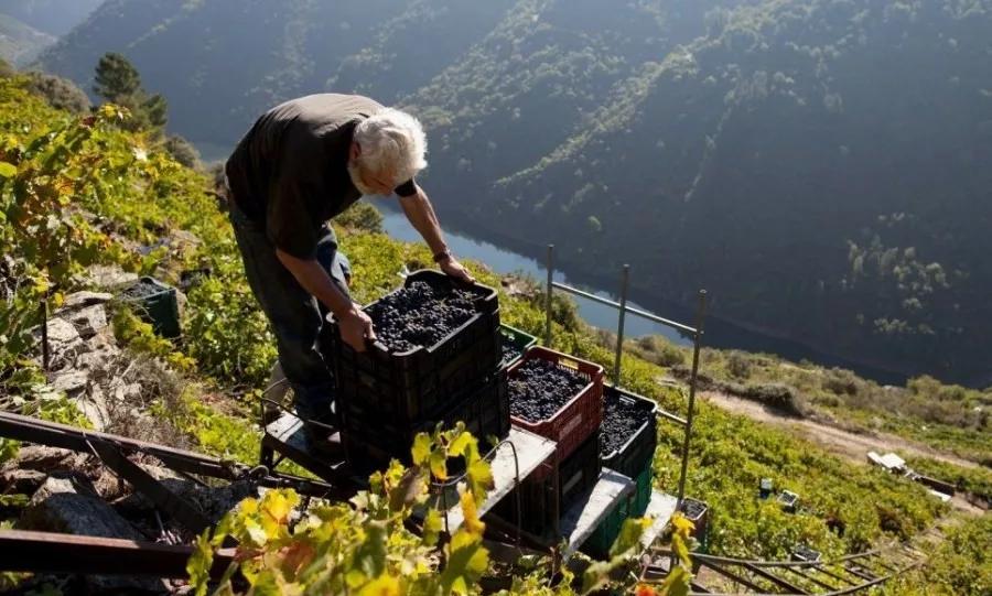葡萄酒酿造过程需要多长时间,芒康葡萄酒酿造过程
