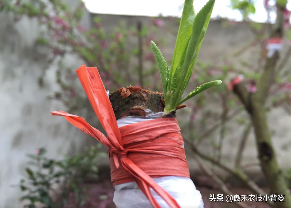 紫叶矮樱做砧木可嫁接红叶桃树,杏树砧木嫁接桃树多长时间能成活