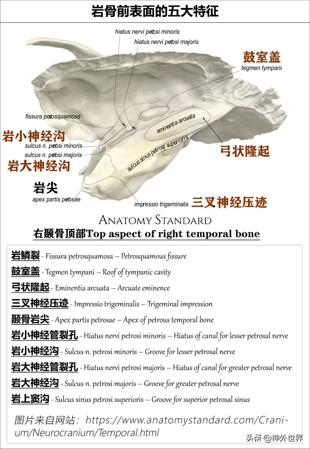 颞骨解剖,颞肌解剖讲解