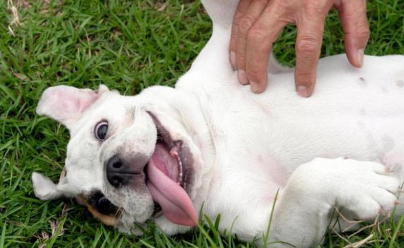 狗狗为什么不喜欢主人亲它嘴,狗狗能看懂主人的亲昵行为吗