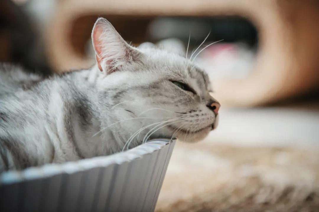 未来5年宠物智能产品,宠物产品logo设计