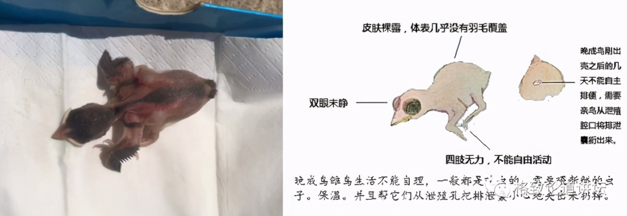 捡到受伤的鸟是好事吗,捡到受伤的鸟联系哪个部门救助