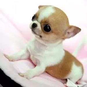 犬类图解,犬类大全100个视频