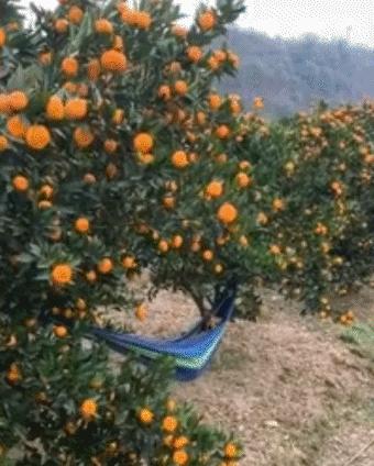 笑不停：老虎：你感动么？狗子：不敢动不敢动。