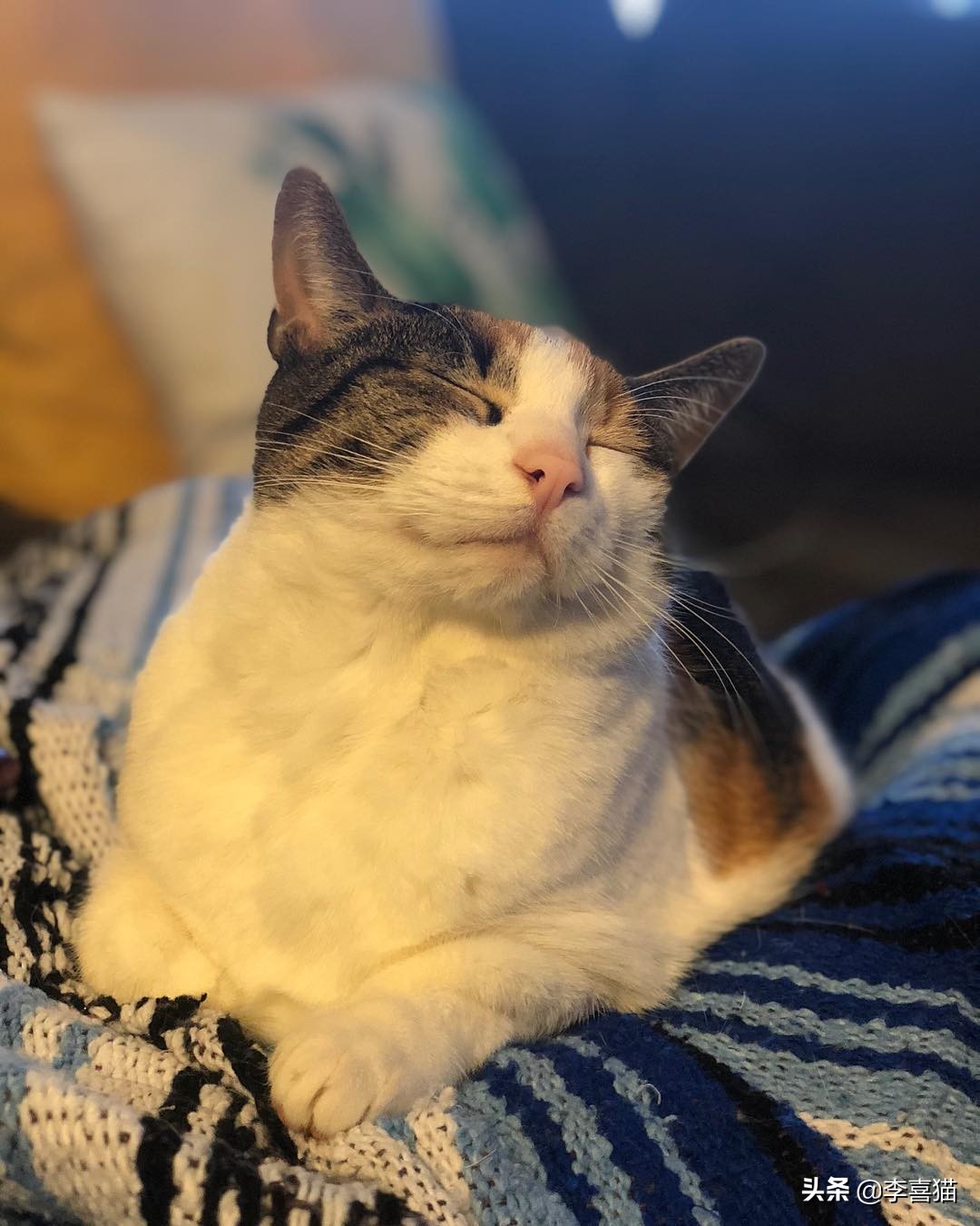 如何从猫咪呕吐物辨别是什么原因,猫咪出现呕吐了莫急试试这几招