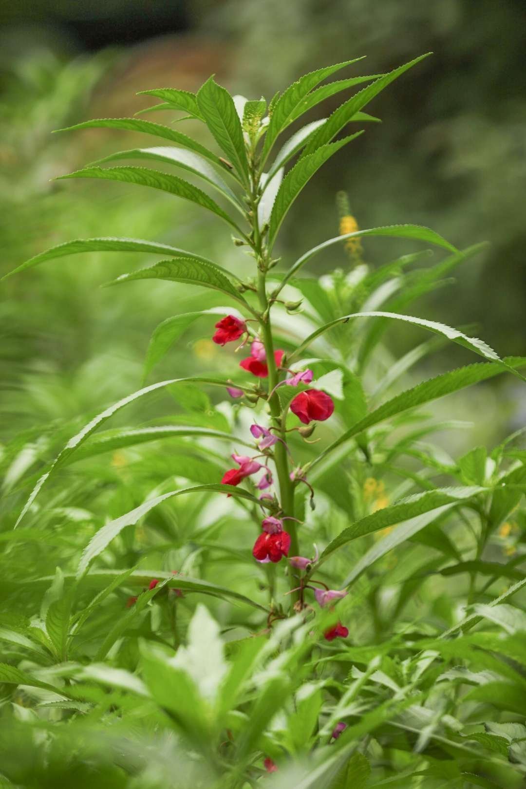 指甲花粉染发剂哪里有卖,天然染发剂指甲花粉