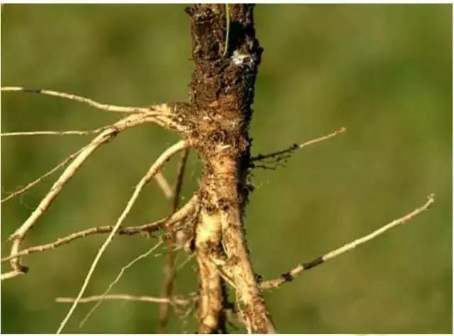 各种蔬菜水果祖先的样子,各种蔬菜祖先