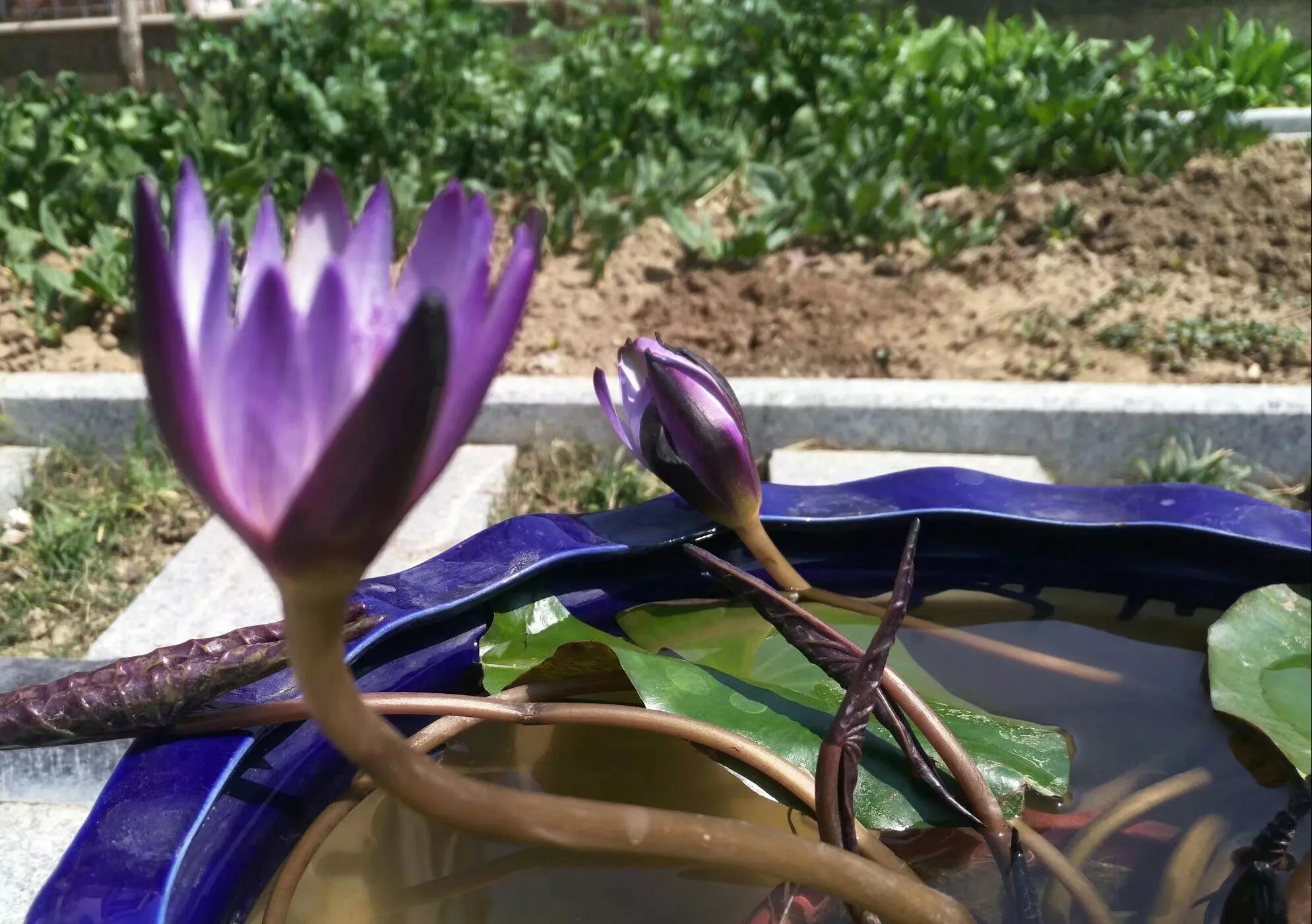 细品人生｜复开复合的睡莲花，其色如云雾缭绕，似烟雨浩渺