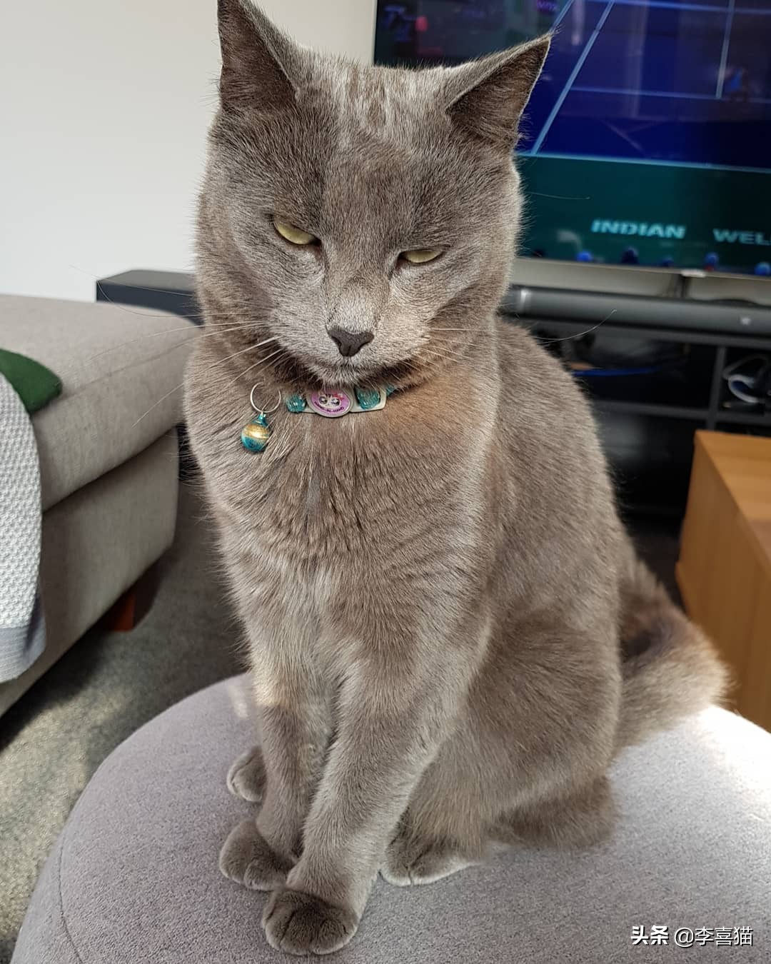 关于猫咪的这些小知识你都知道吗,揭秘猫咪的四个冷知识你知道吗