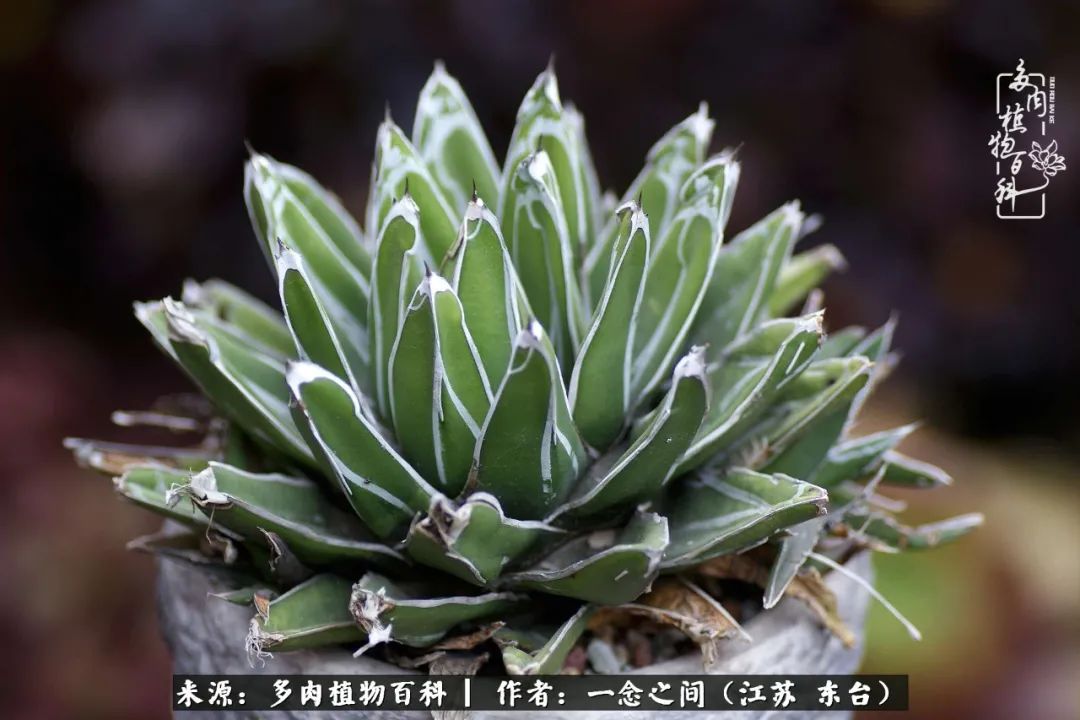 遇见花开蓝莓糖,遇见花开蔬菜沙拉酱