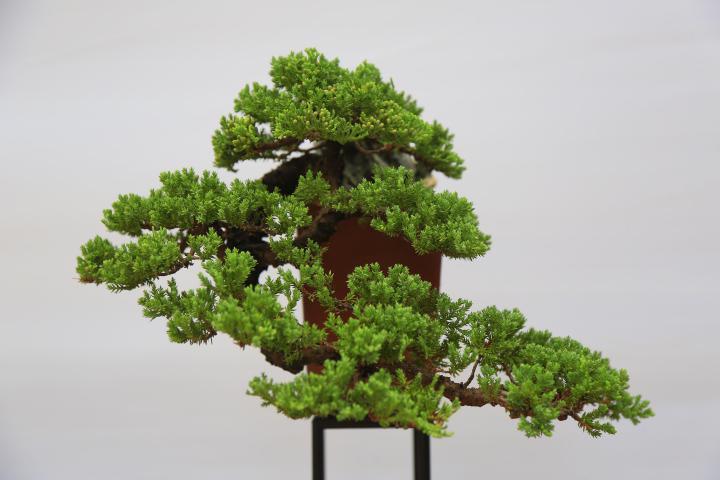 雀梅高压生根盆景制作方法,现在天气高压树桩盆景会不会生根