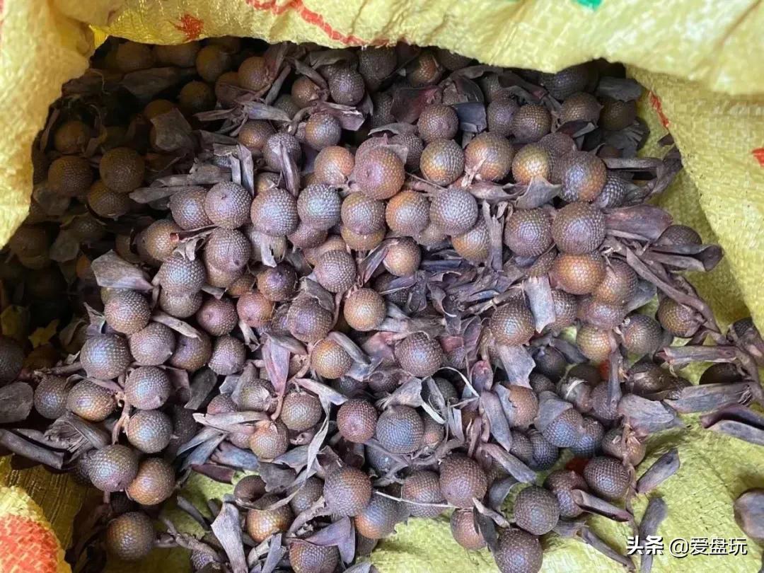 星月菩提没有星的是什么品种,星月菩提只有星没有月