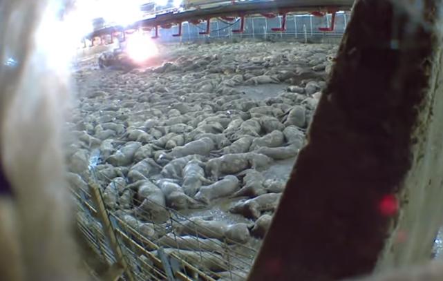 养猪场恐怖视频,养猪场杀猪猪的反应