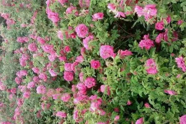 玫瑰怎么养视频,玫瑰怎么养水培