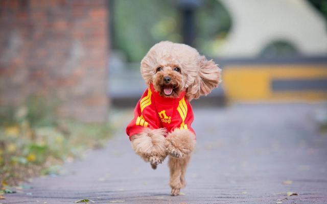 新手养泰迪近期注意事项,新手养泰迪需要注意什么事项