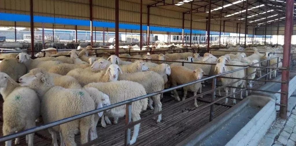 羔羊的饲养技术流程,初生羔羊怎么饲养管理