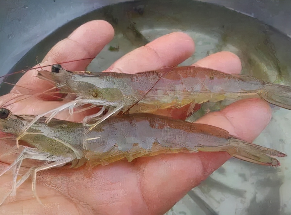 南美白对虾主要疾病及防治方法,南美白对虾萎缩病因