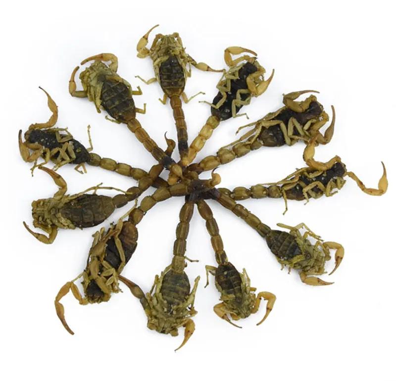 中药古今研究桑寄生,中药古今研究郁金