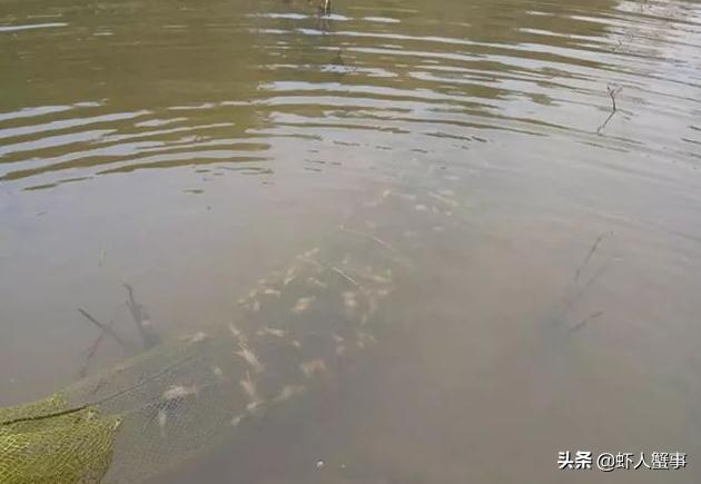 养殖小龙虾发臭怎么解决,小龙虾养殖水质浑浊什么办法变清