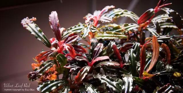 卡佩特k5辣椒榕为什么这么贵,辣椒榕k5为什么贵