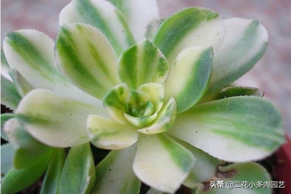 365种·常见花卉图谱，观果和多肉植物收藏篇