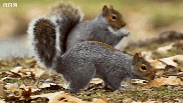 松鼠会听懂鸟说话吗,松鼠可以听懂鸟说话吗