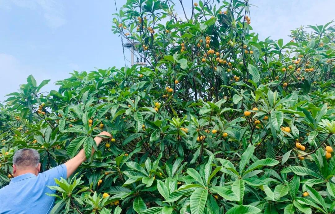 周末东山采枇杷采摘攻略已出,枇杷采摘攻略