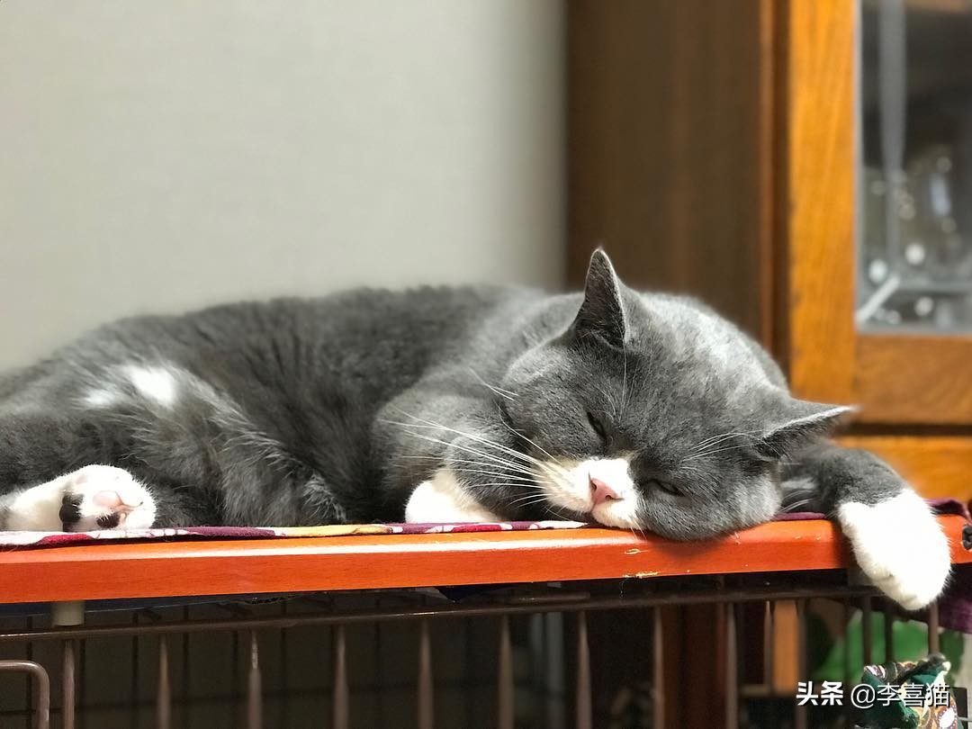 猫咪什么动作容易被铲屎官误会,猫咪故意把东西推下桌子