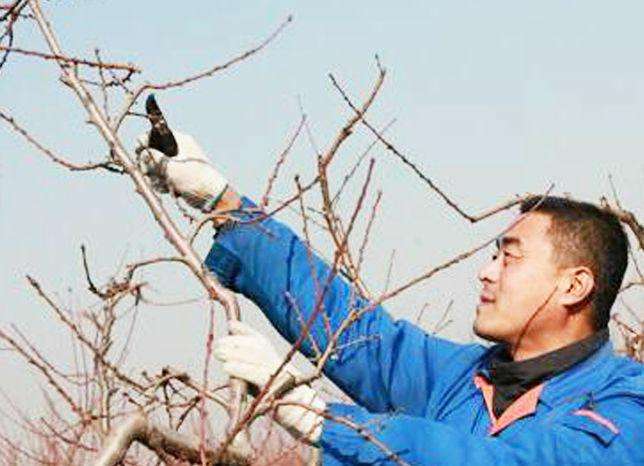 刚栽的苹果幼树怎么修剪,苹果幼树树头怎样修剪