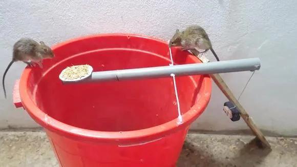 如何捕捉家里的老鼠小技巧,家里老鼠太多了捕鼠技巧