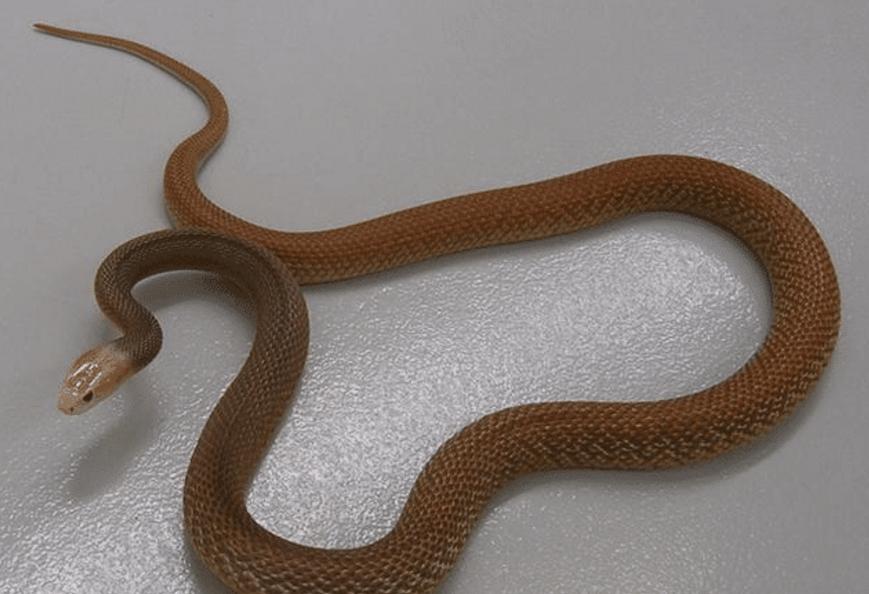 世界上最毒的内陆太攀蛇，速度极快，为何还会轻易被其它蛇捕杀？