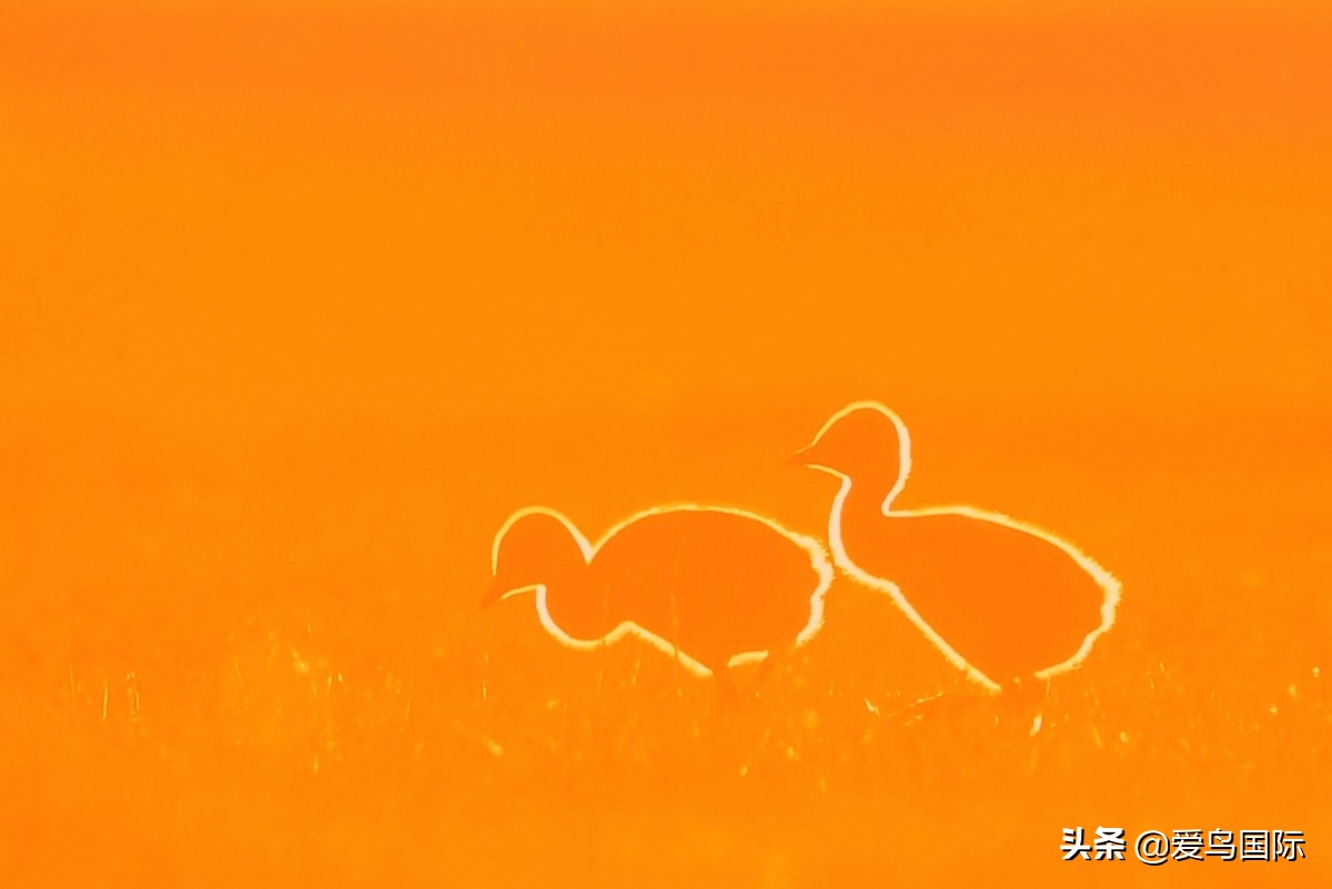 观鸟大年作品集,观鸟大年完整版