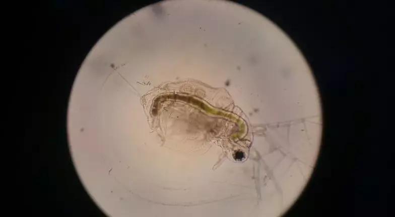 一线渔医良心分享！这份《江高区域全年病害防控指南》请收好