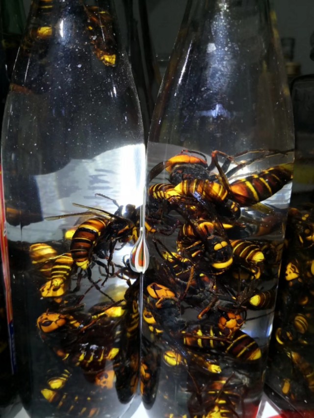 马蜂可以泡几次,马蜂特别多
