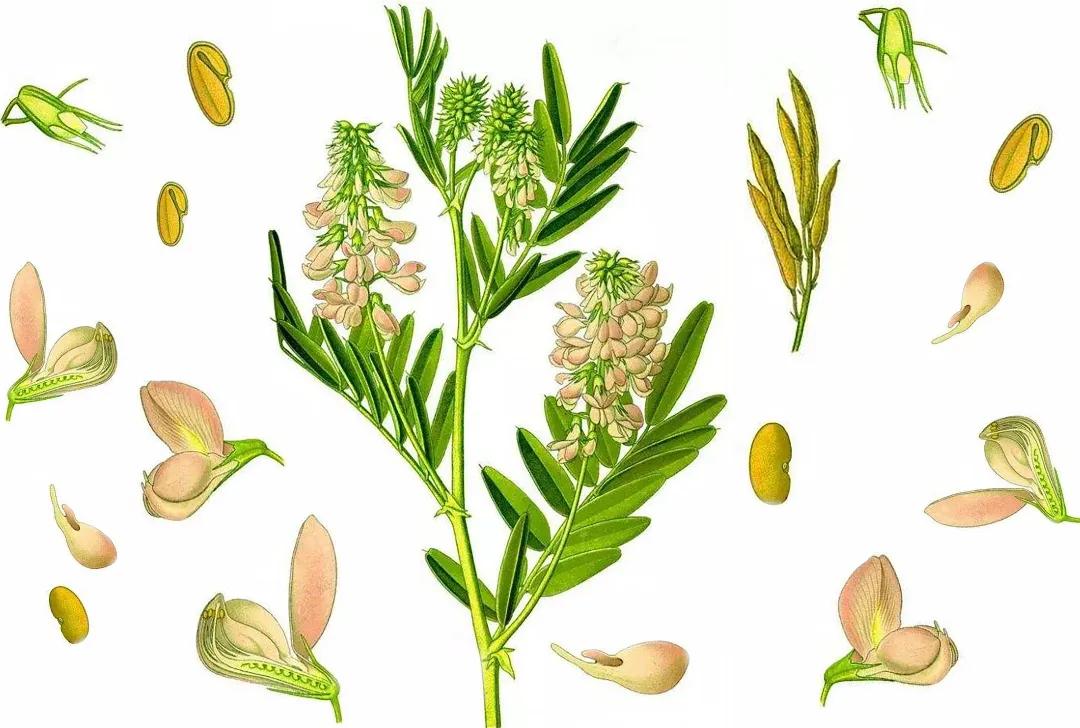 治糖尿病的药二甲双胍副作用,二甲双胍缓释片能引起肠癌吗