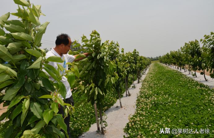 樱桃好吃树难栽，已经过时了，关键是要掌握好这些标准管理技术