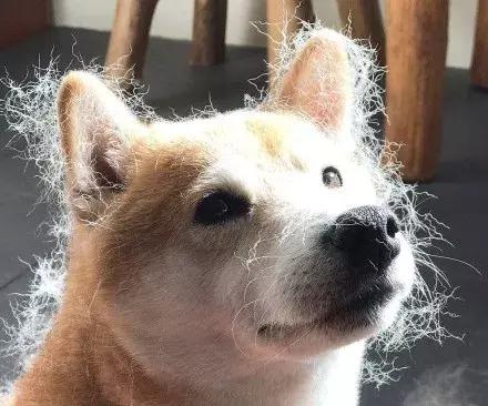 柴犬招财和可爱的小公主,柴犬萌萌