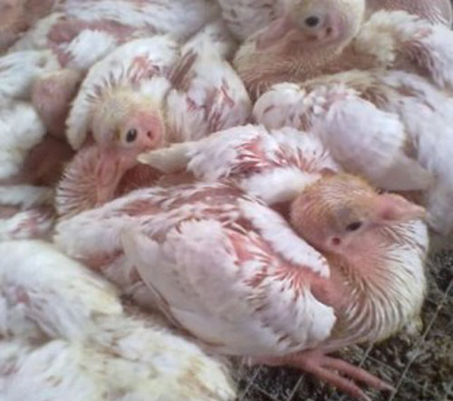 育雏肉鸽喂小鸭饲料可以么,肉鸽的人工孵化