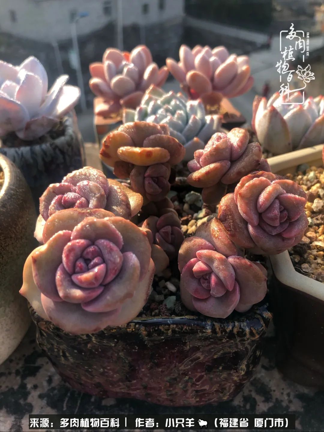 多肉像葡萄一样,多肉像铃兰一样