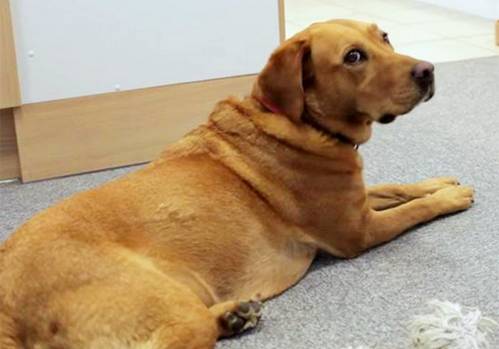 爱犬得了不治之症怎么办,小狗患有糖尿病是否可治愈